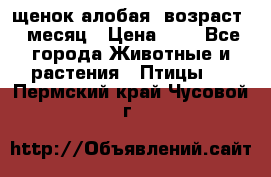 щенок алобая .возраст 1 месяц › Цена ­ 7 - Все города Животные и растения » Птицы   . Пермский край,Чусовой г.